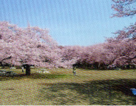 春季草坪广场
